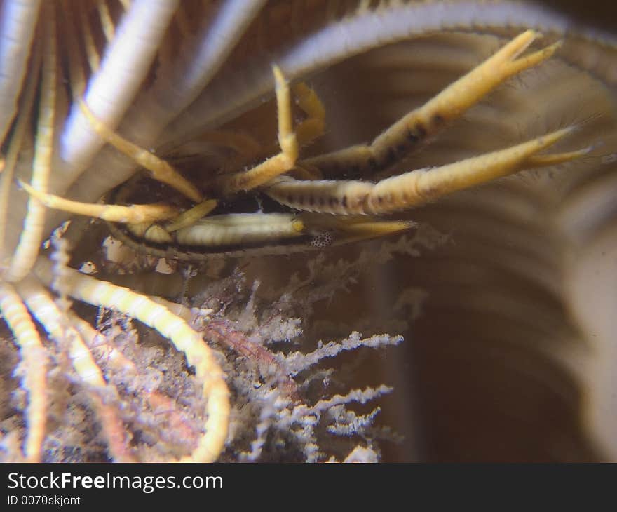 Squat Lobster