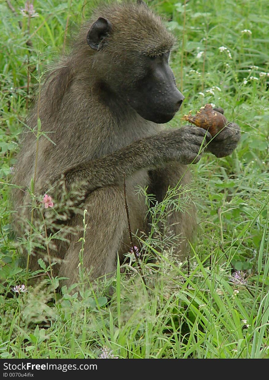 This is a baboon eating a root that he dug out of the ground.