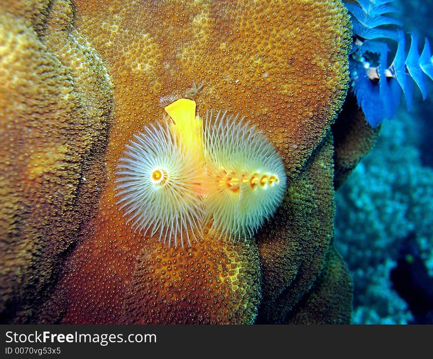 Yellow Tubeworm