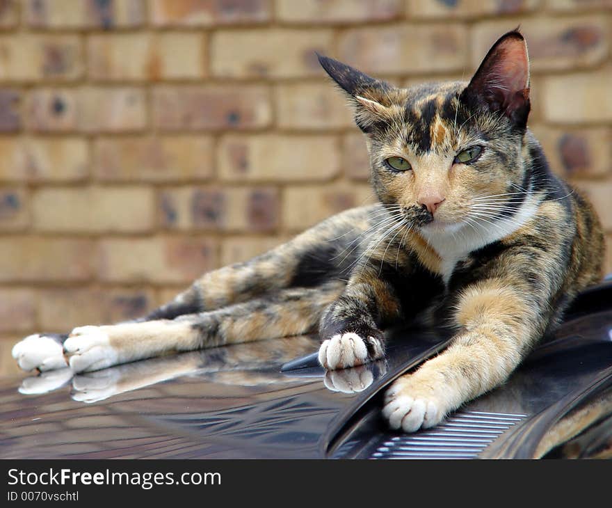 Cat Lying On Car