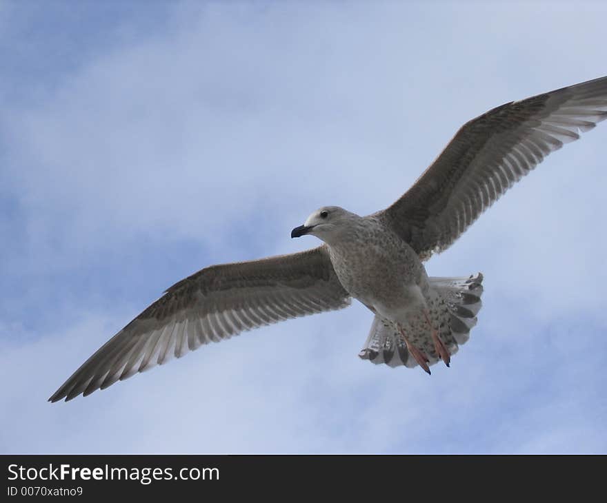 Seagull In Air Closeup