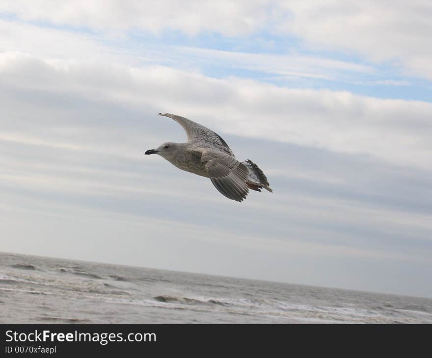 Seagull in air closeup 2