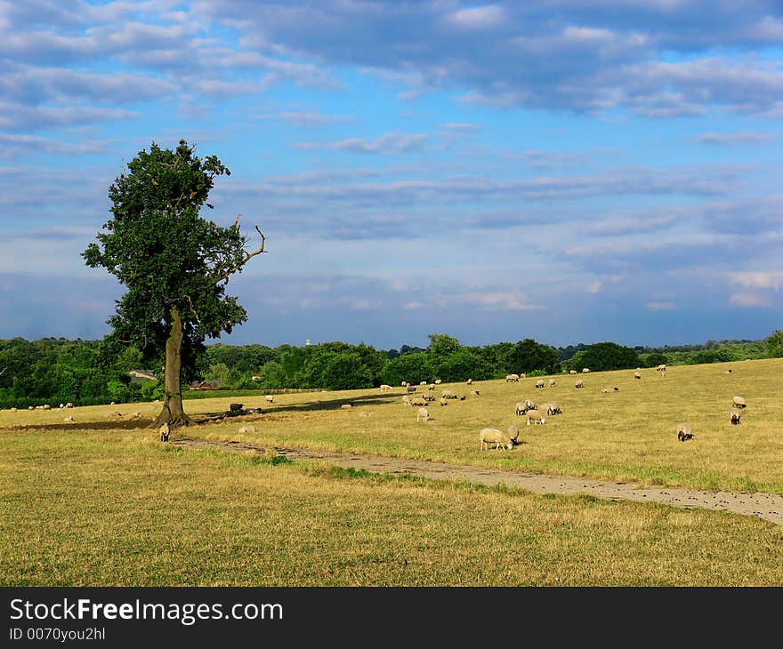 Sheep In The Field