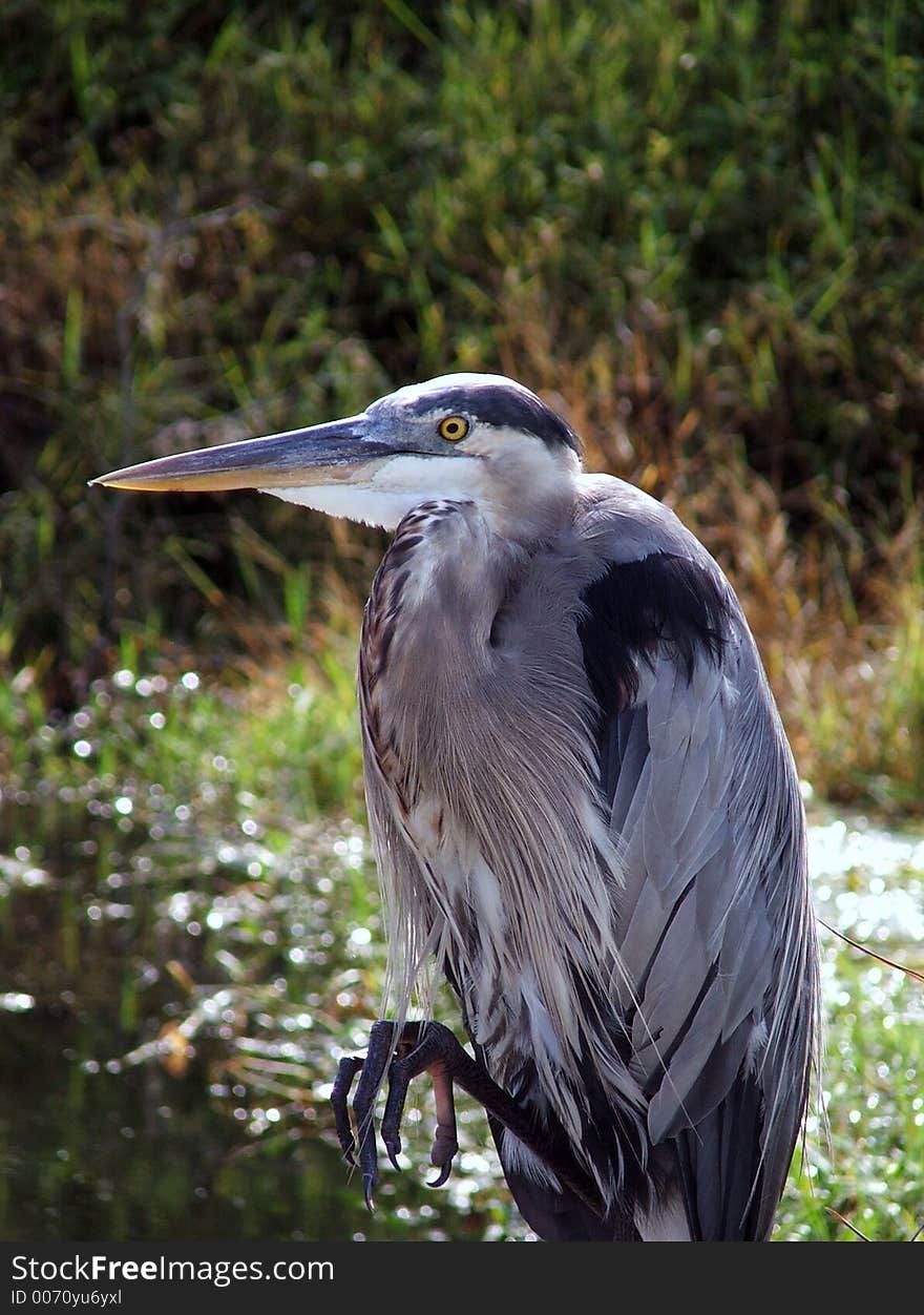 This heron was quite content to allow himself to be photographed. This heron was quite content to allow himself to be photographed.