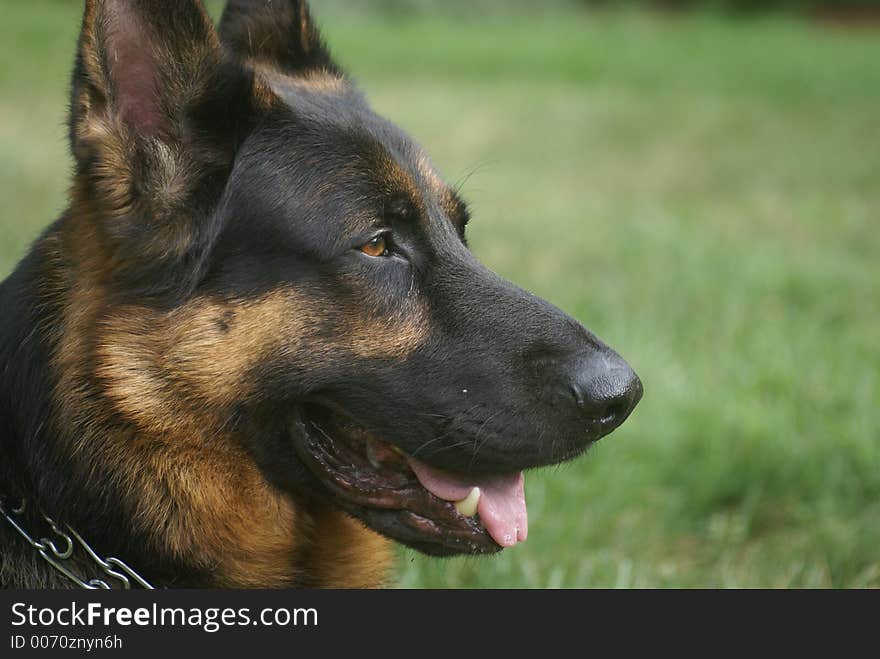 A head of german shepard. A head of german shepard