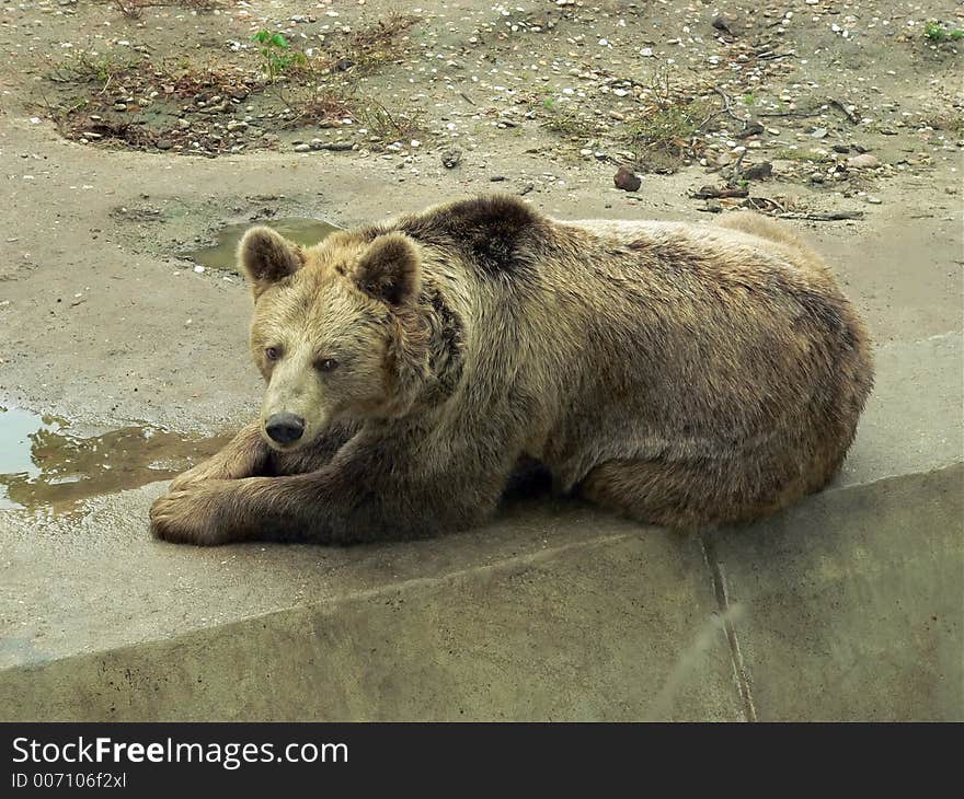 Brown bear resting at the concrete tile in the zoo