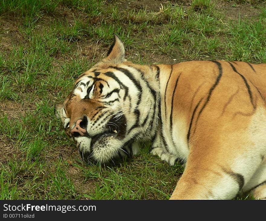 Close up of sleeping tiger in the zoo. Close up of sleeping tiger in the zoo