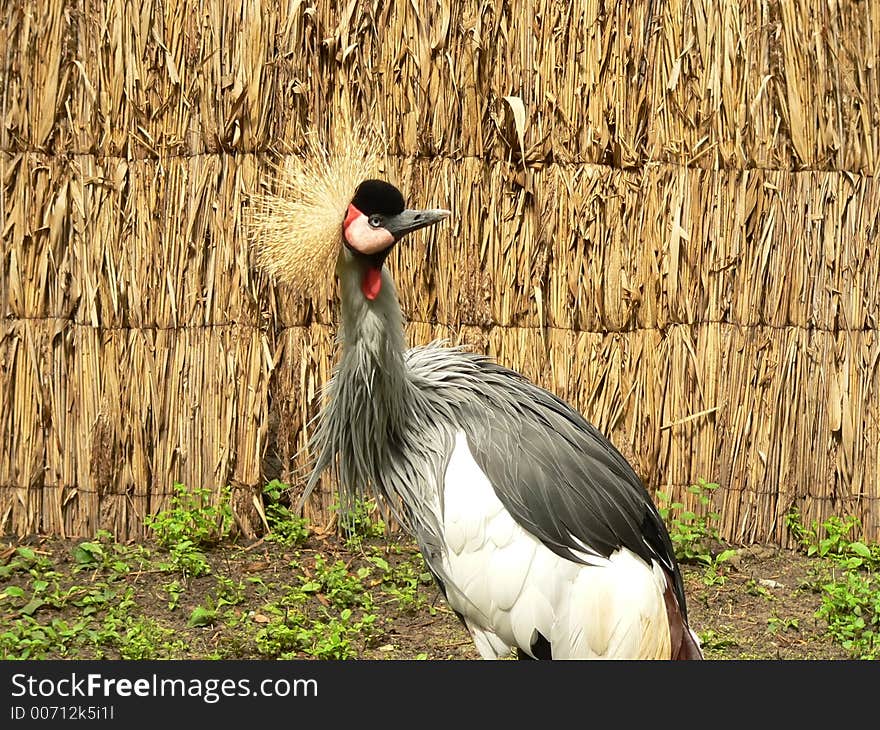 East African crowned crane in the zoological park