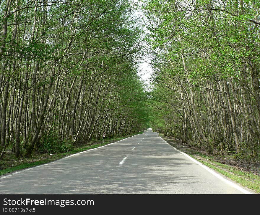 Beautiful spring nature in forest