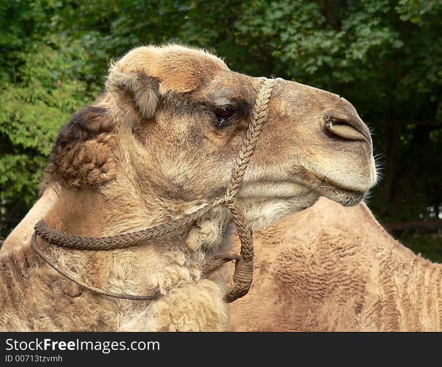 Camel Head - Close Up