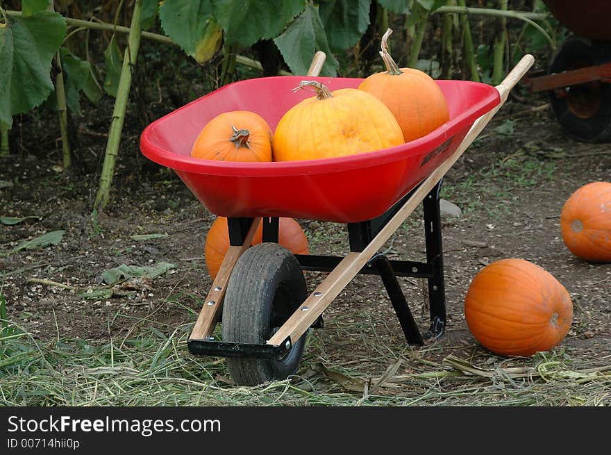 Halloween Pumpkins