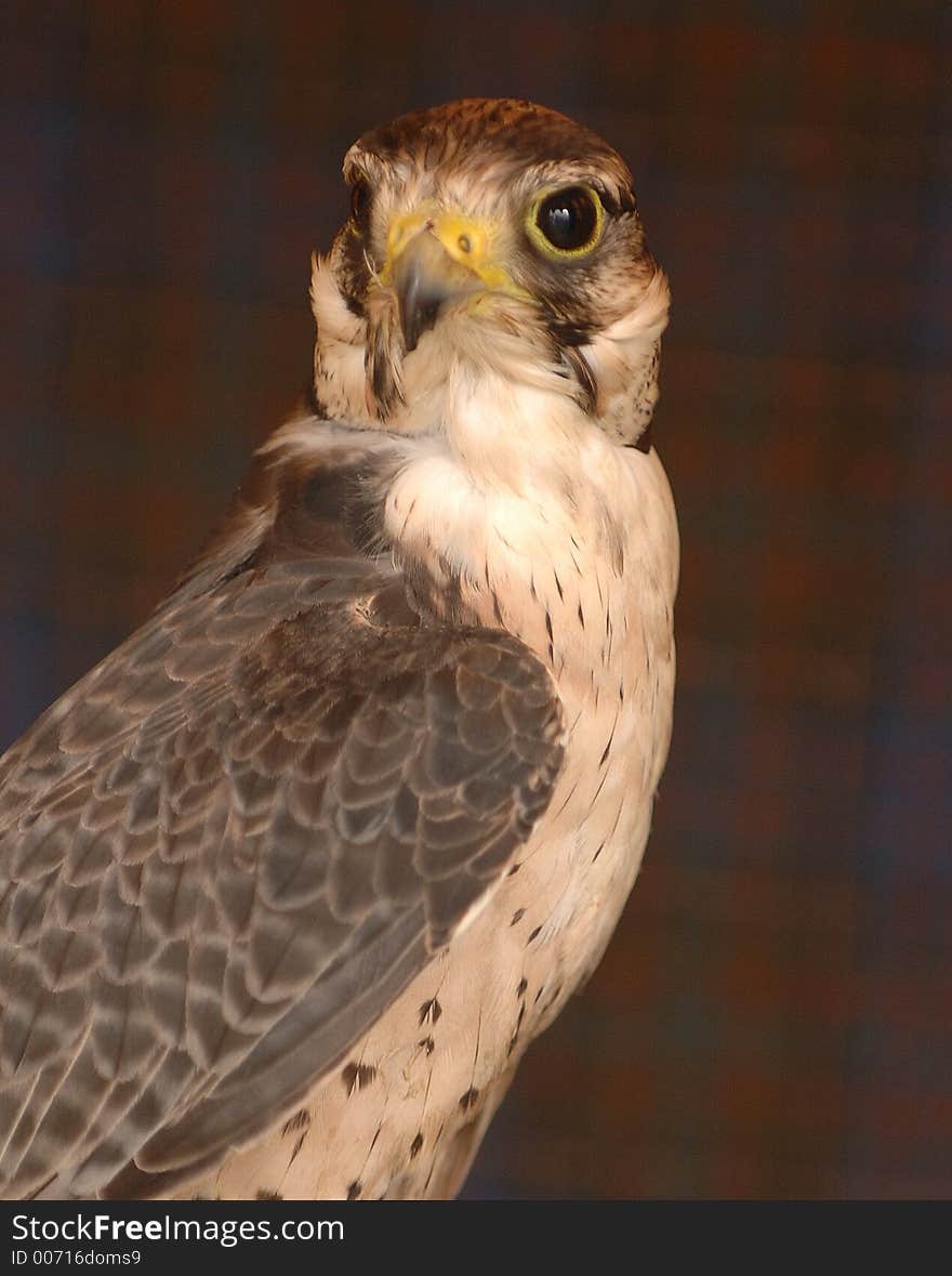 Hawk looking at camera. Hawk looking at camera