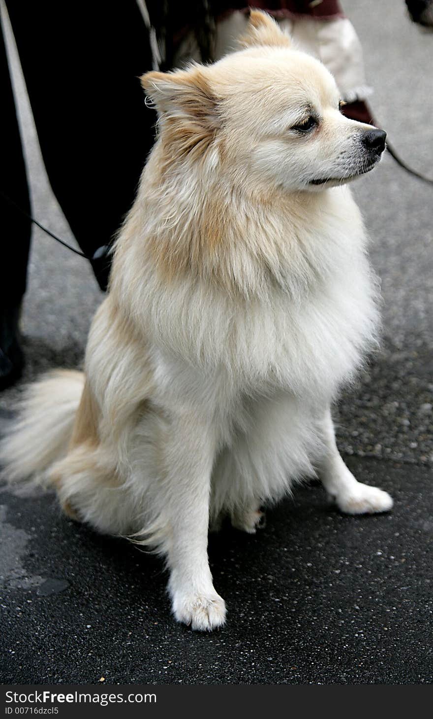 Portrait of a spitz dog. Portrait of a spitz dog