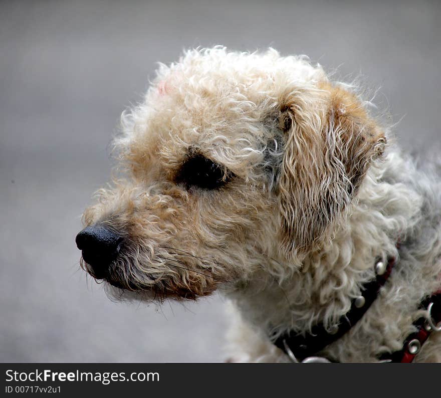 Portrait of a small curly dog. Portrait of a small curly dog