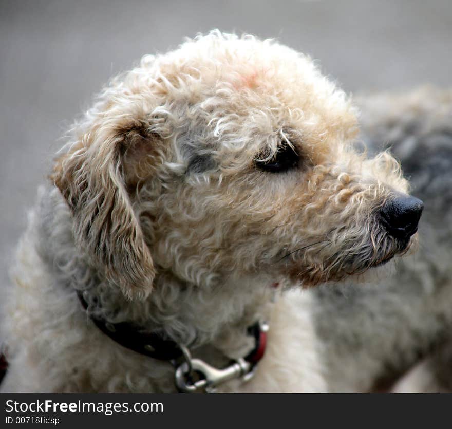 Portrait of a small curly dog. Portrait of a small curly dog