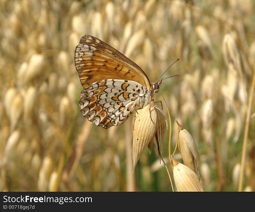 Butterfly on plant