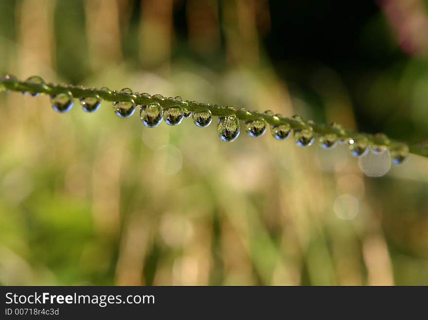 Green rain drops diagonal close-up