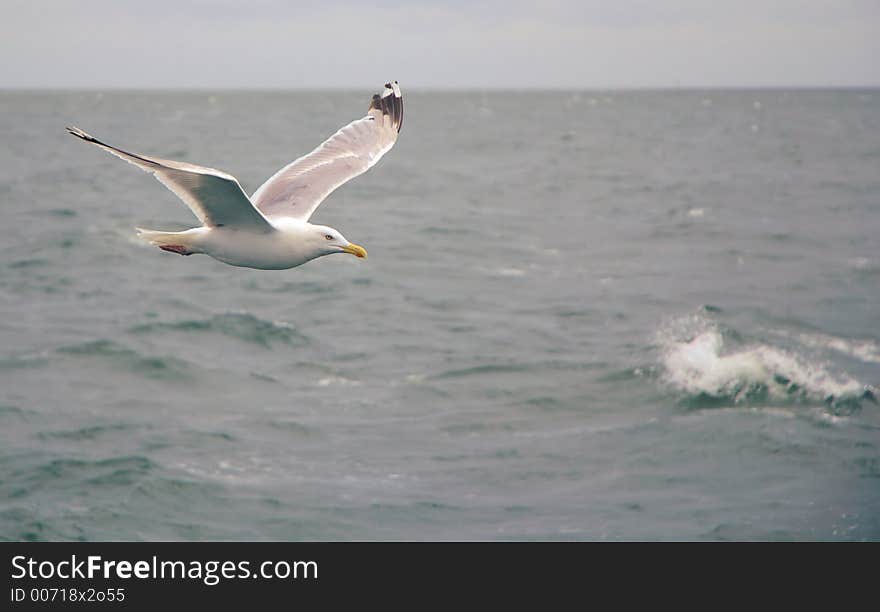 Seagull in flight