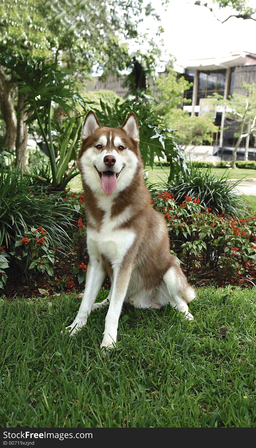 Siberian Husky