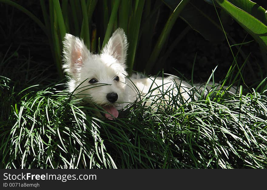 Four months old west highland white terrier puppy hiding in the grass. Four months old west highland white terrier puppy hiding in the grass