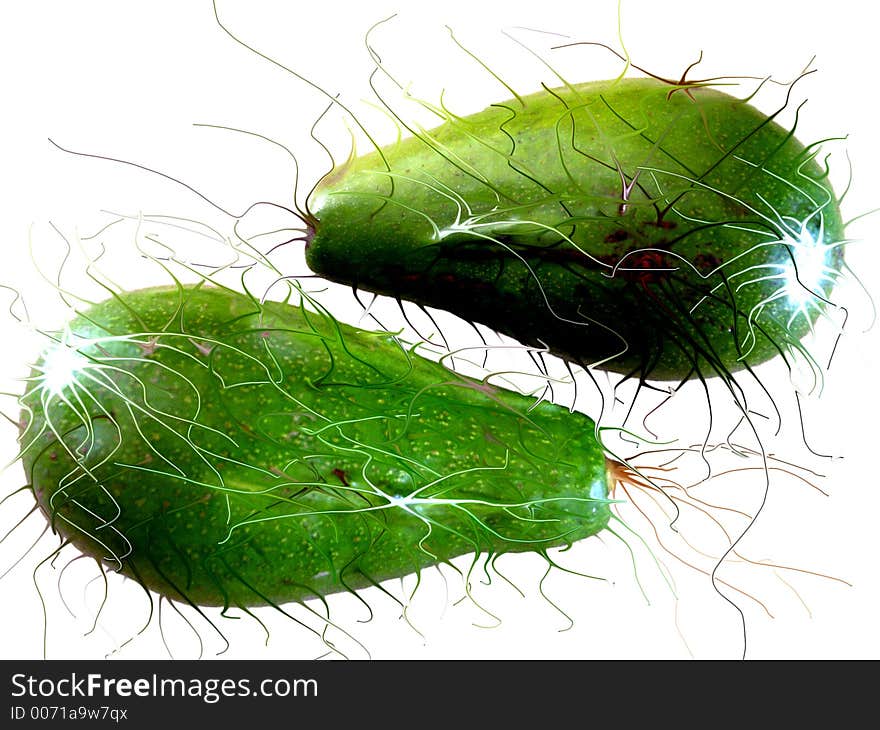 Hairy avocados