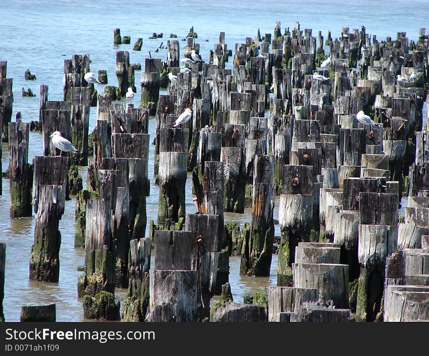 Birds On Pilings