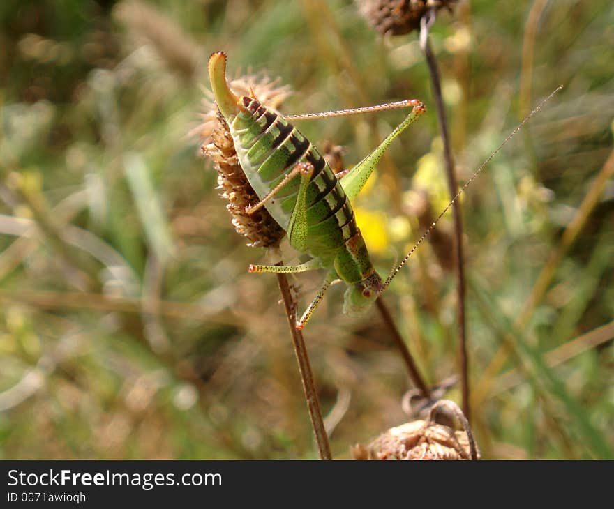 Grasshopper