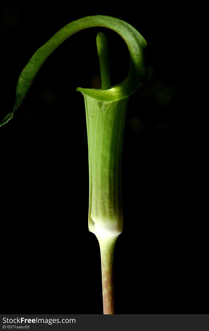 A jack-in-the-pulpit.