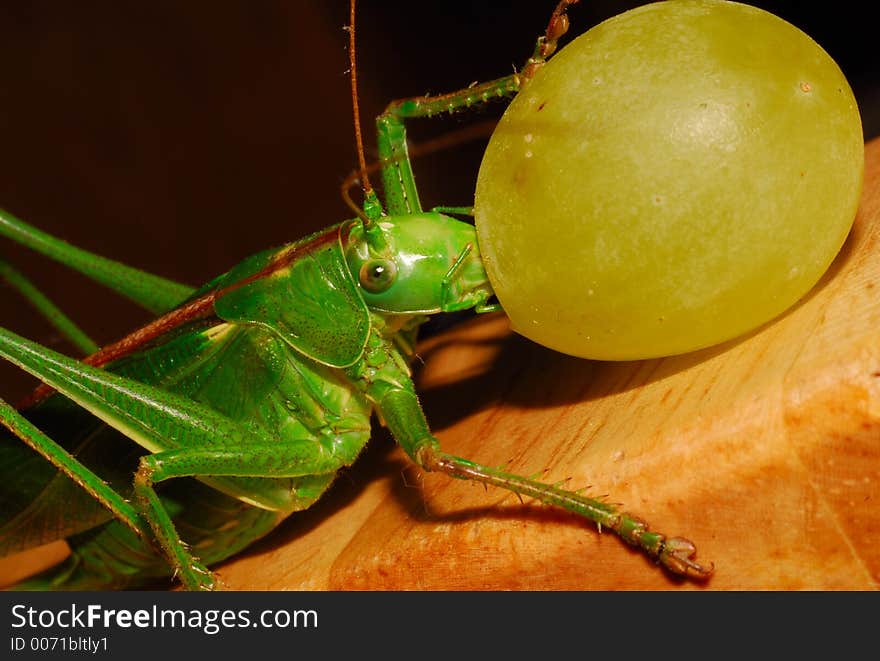 giant green grasshopper eating grape. giant green grasshopper eating grape