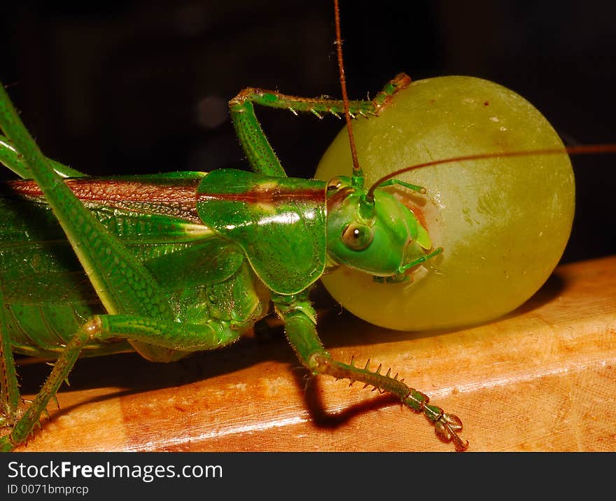 giant green grasshopper eating grape. giant green grasshopper eating grape