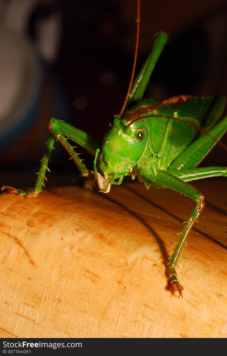 Giant green grasshopper in detail. Giant green grasshopper in detail
