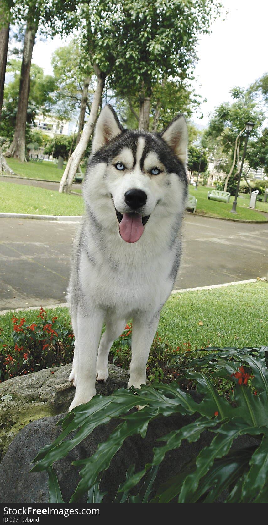 Husky standing