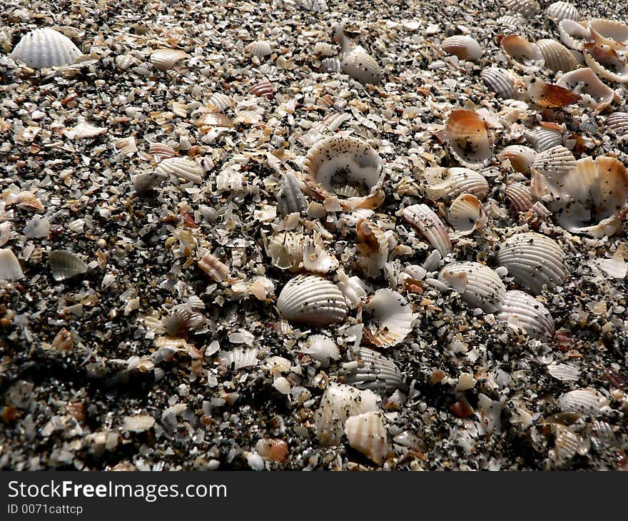 Shells and sands in sunny beach