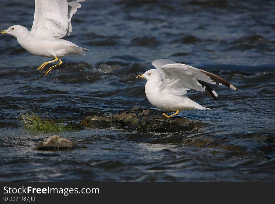 Departure of seagulls