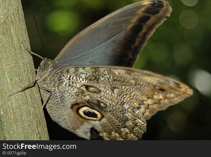 Caligo eurilochus Owl butterfly on tree trunk. Caligo eurilochus Owl butterfly on tree trunk