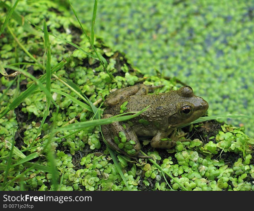 A small frog amidst the green algae of a pond. A small frog amidst the green algae of a pond.