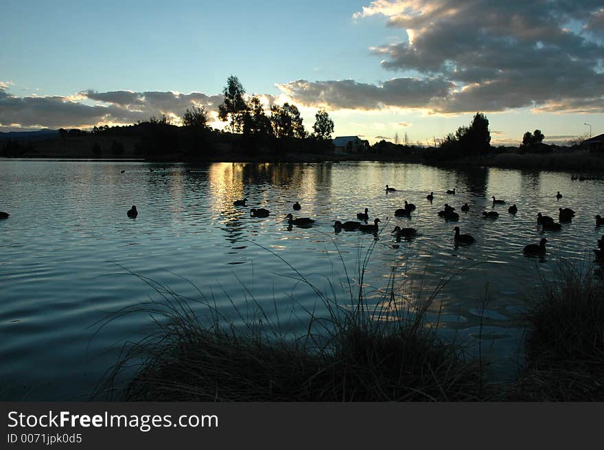 Ducks on Point Hut Pond at sunset