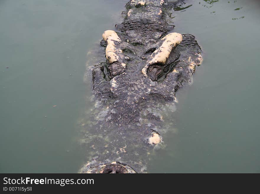 Crocodile close up