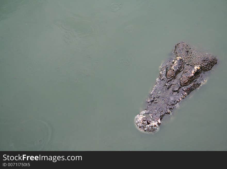 Camoflaged crocodile