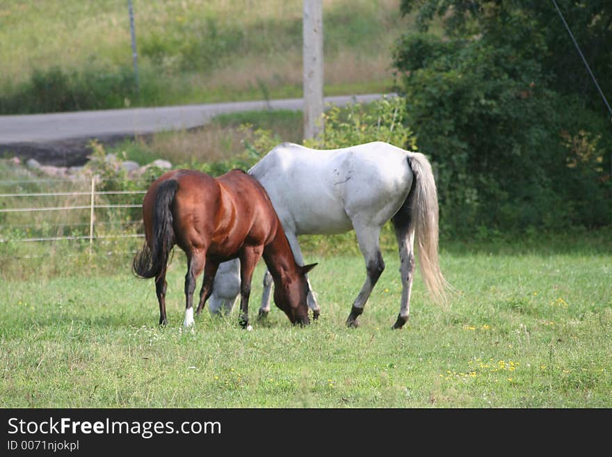 Two horses enjoying the field on a bright sunny day. Two horses enjoying the field on a bright sunny day