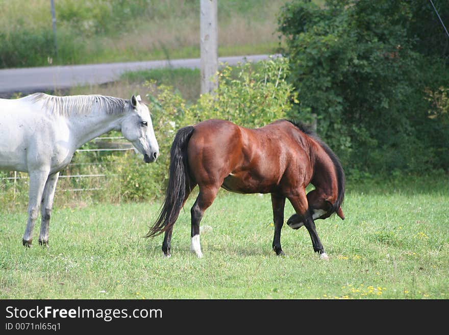 Two horses enjoying the field on a bright sunny day. Two horses enjoying the field on a bright sunny day