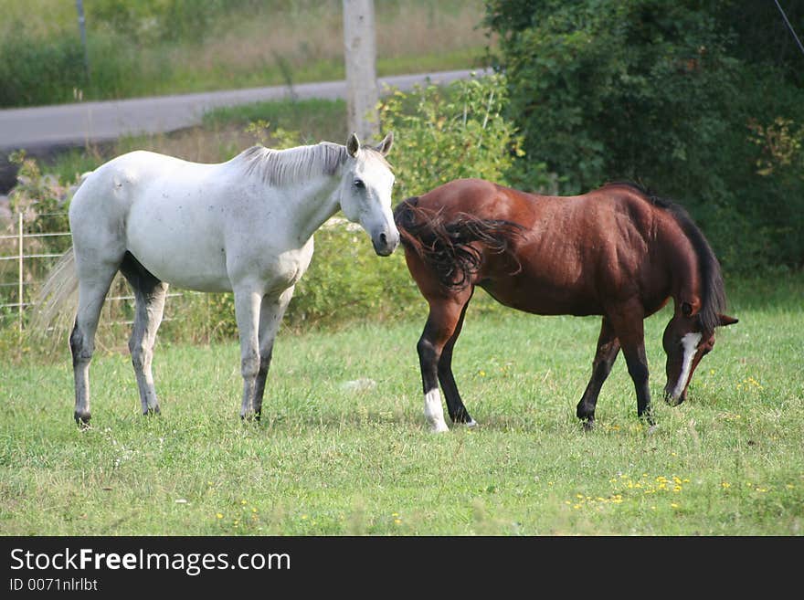 Two horses enjoying the field on a bright sunny day. Two horses enjoying the field on a bright sunny day