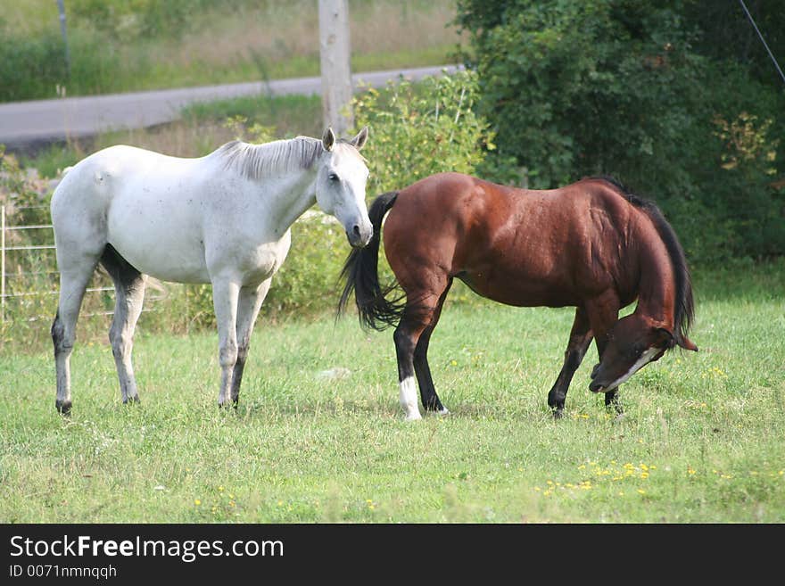 Two horses enjoying the field on a bright sunny day. Two horses enjoying the field on a bright sunny day