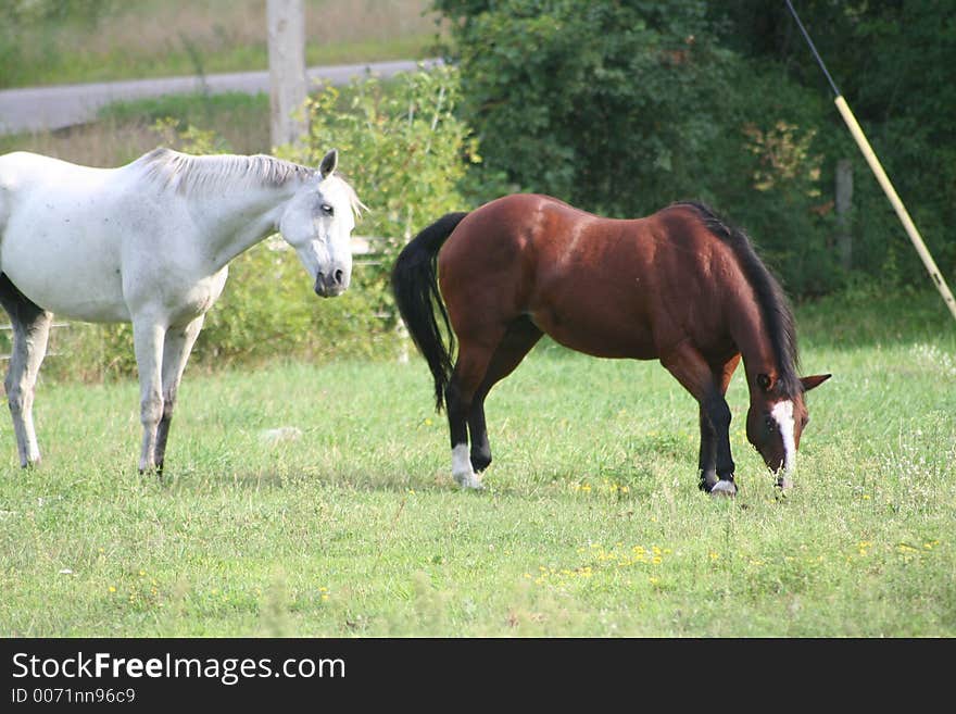 Two horses enjoying the field on a bright sunny day. Two horses enjoying the field on a bright sunny day