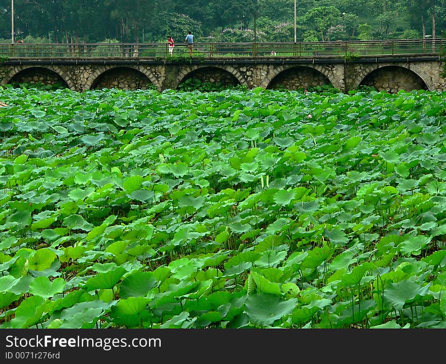 Landscape of green lotus leaves and a bridge