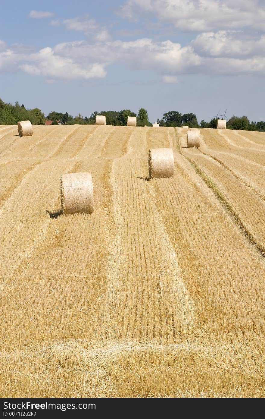 Grain field2