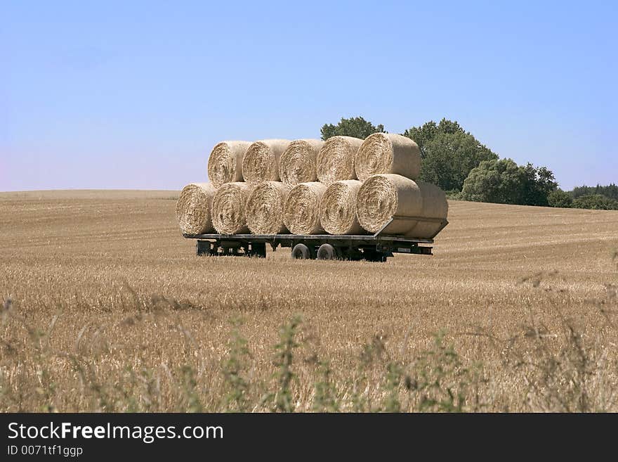 Grain field9