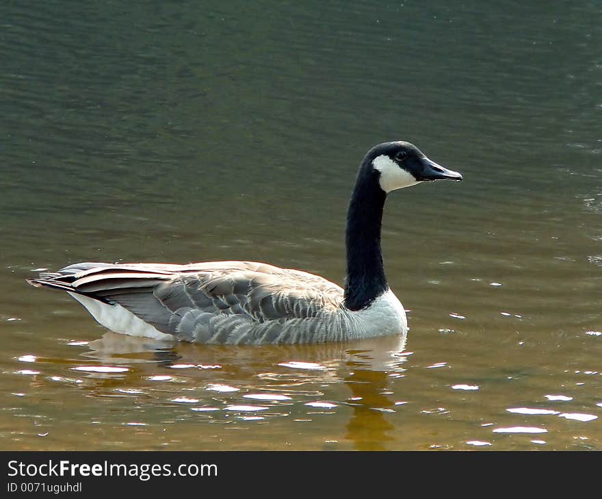 A single goose floating calmly on Promised Land Lake in the Pocono Mountains. A single goose floating calmly on Promised Land Lake in the Pocono Mountains