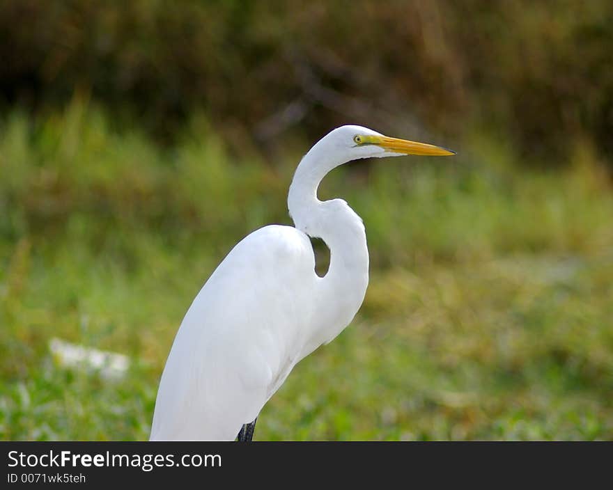 Great Egret close up with blurred background