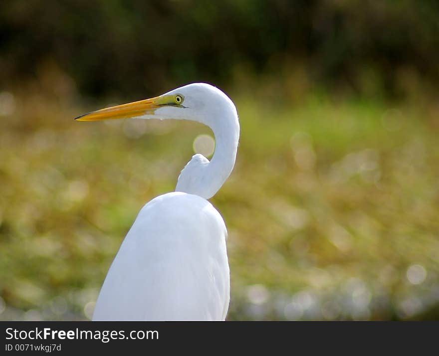 Great Egret close up with odd shaping of the neck and blurred background. Great Egret close up with odd shaping of the neck and blurred background